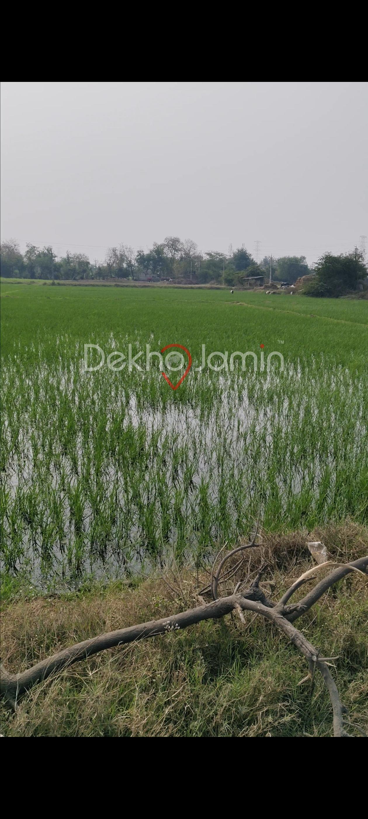 2 bigha road toch location at lana - balpura main road